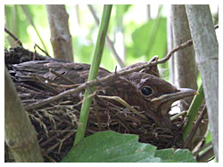Merel op het nest